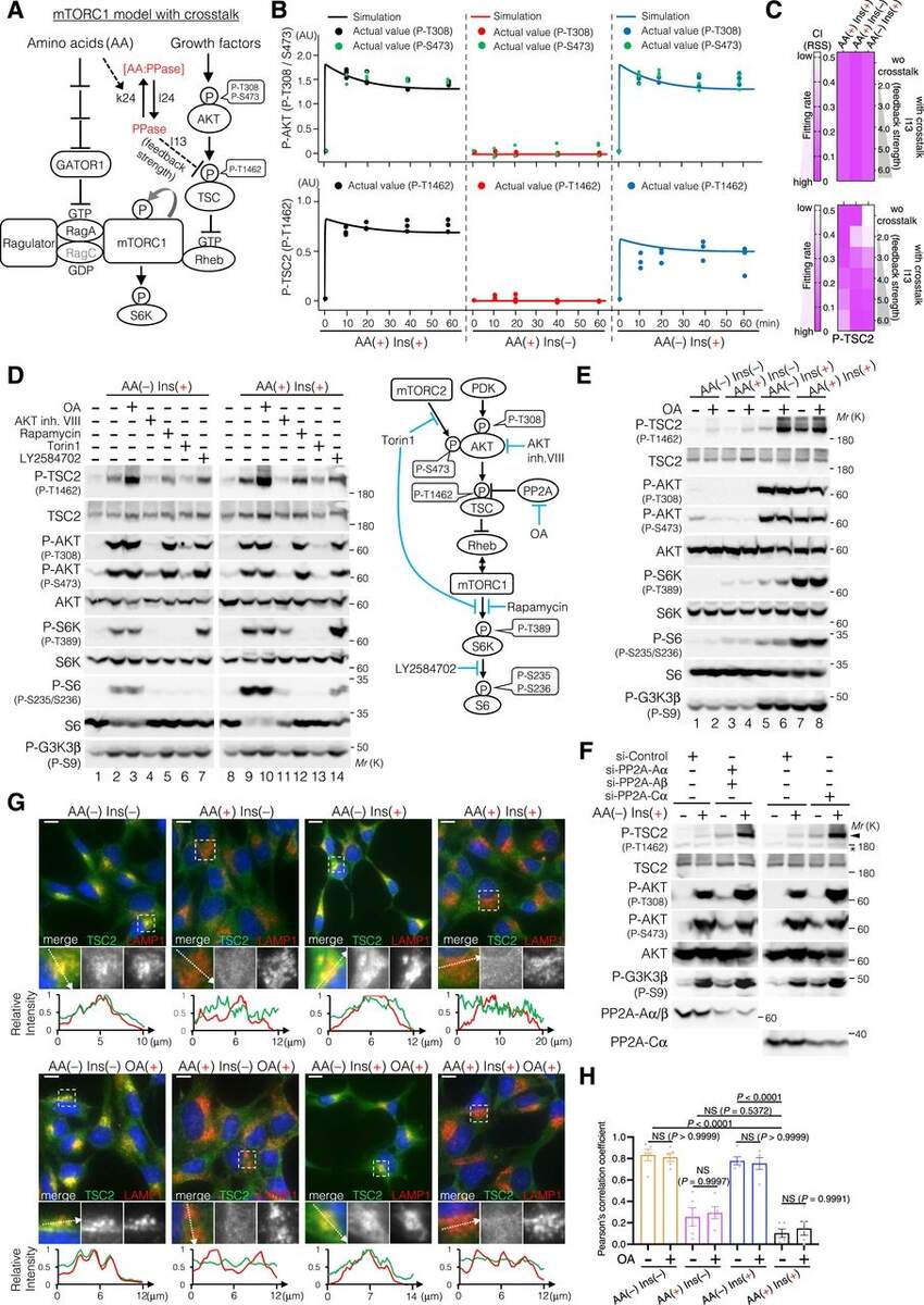 Amino Acid Dependent TSC2 Dephosphorylation By Lysosome PP2A Regulates MTORC1 Signaling Transduction Life Science Alliance Amino Acid Dependent TSC2 Dephosphorylation By Lysosome PP2A Regulates MTORC1 Signaling Transduction Life Science Alliance