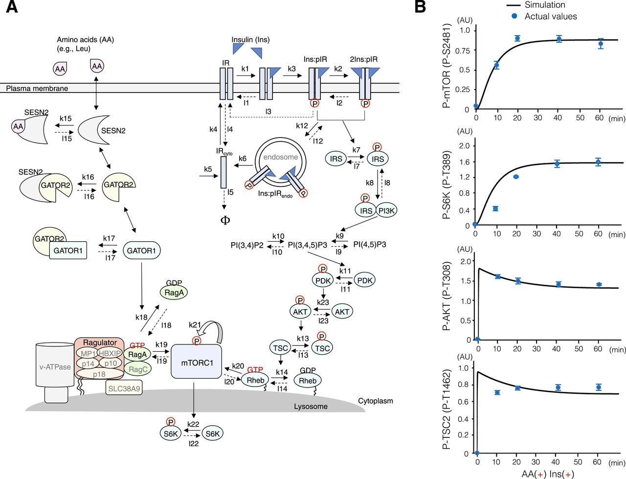 Amino Acid dependent TSC2 Dephosphorylation By Lysosome PP2A Regulates MTORC1 Signaling Transduction Life Science Alliance