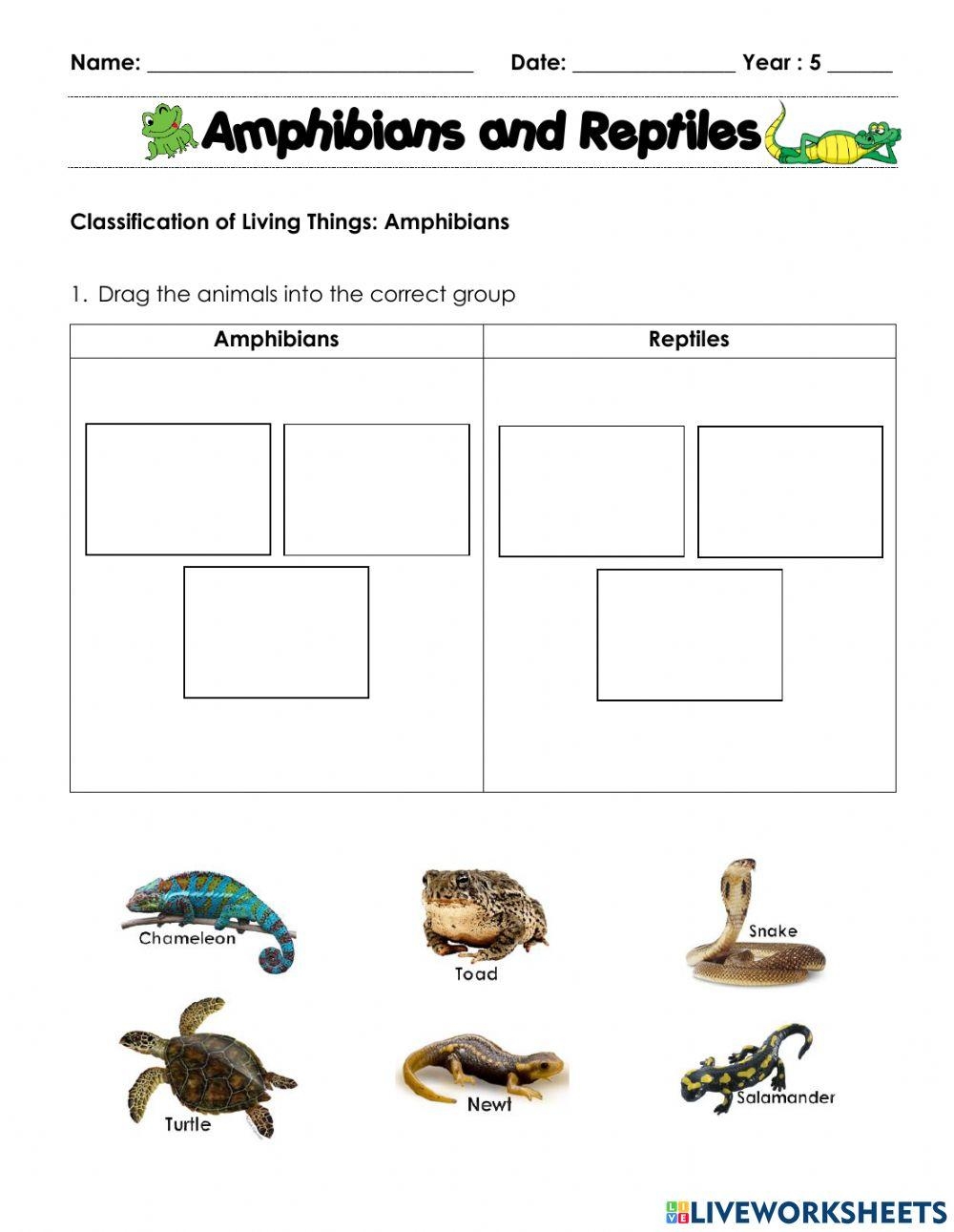 Amphibians And Reptiles Interactive Worksheet Worksheets Library Amphibians And Reptiles Interactive Worksheet Worksheets Library