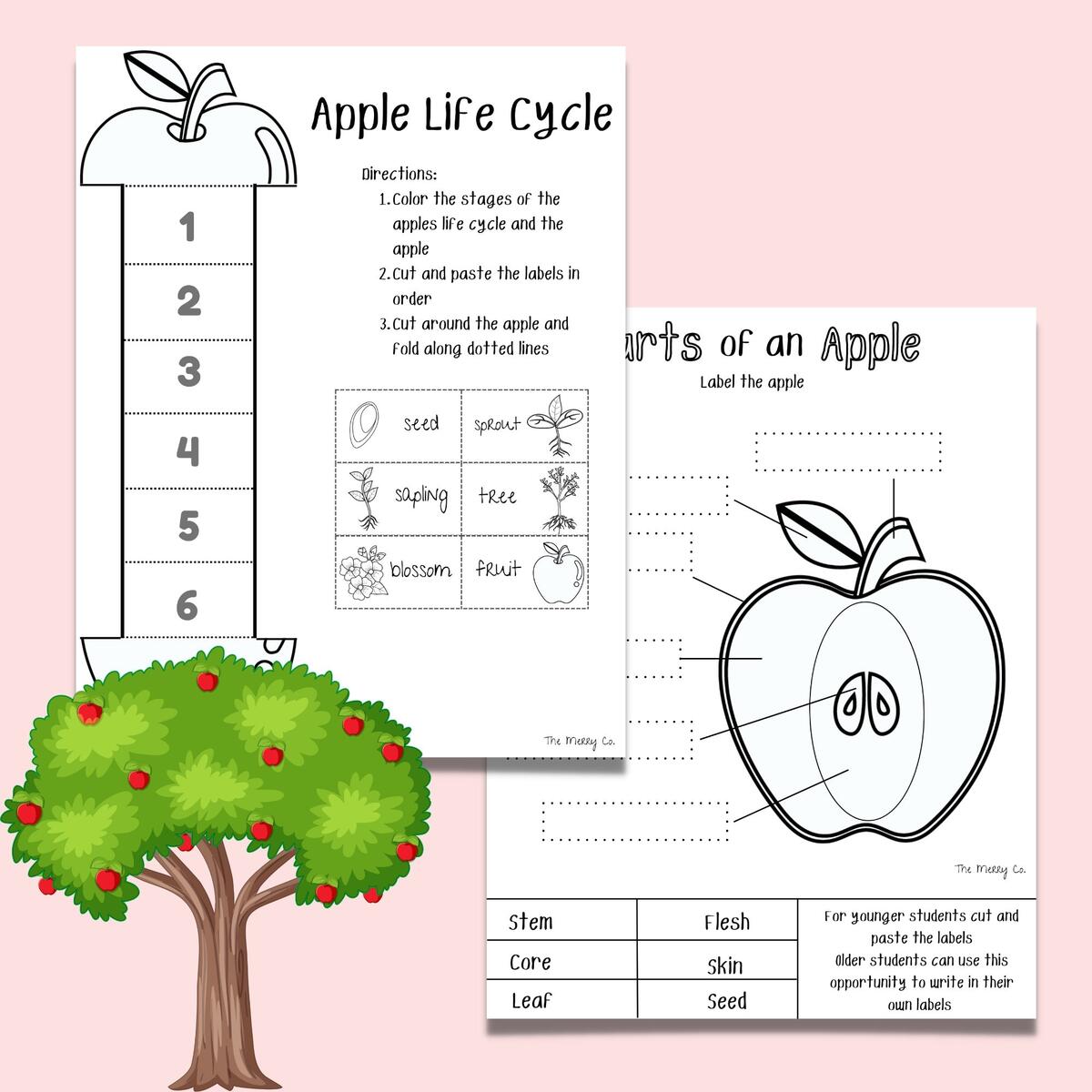 Apple Life Cycle Parts Of An Apple Kindergarten Curriculum Fall Activity For Kids Preschool Learning Printable Homeschool Worksheets Etsy