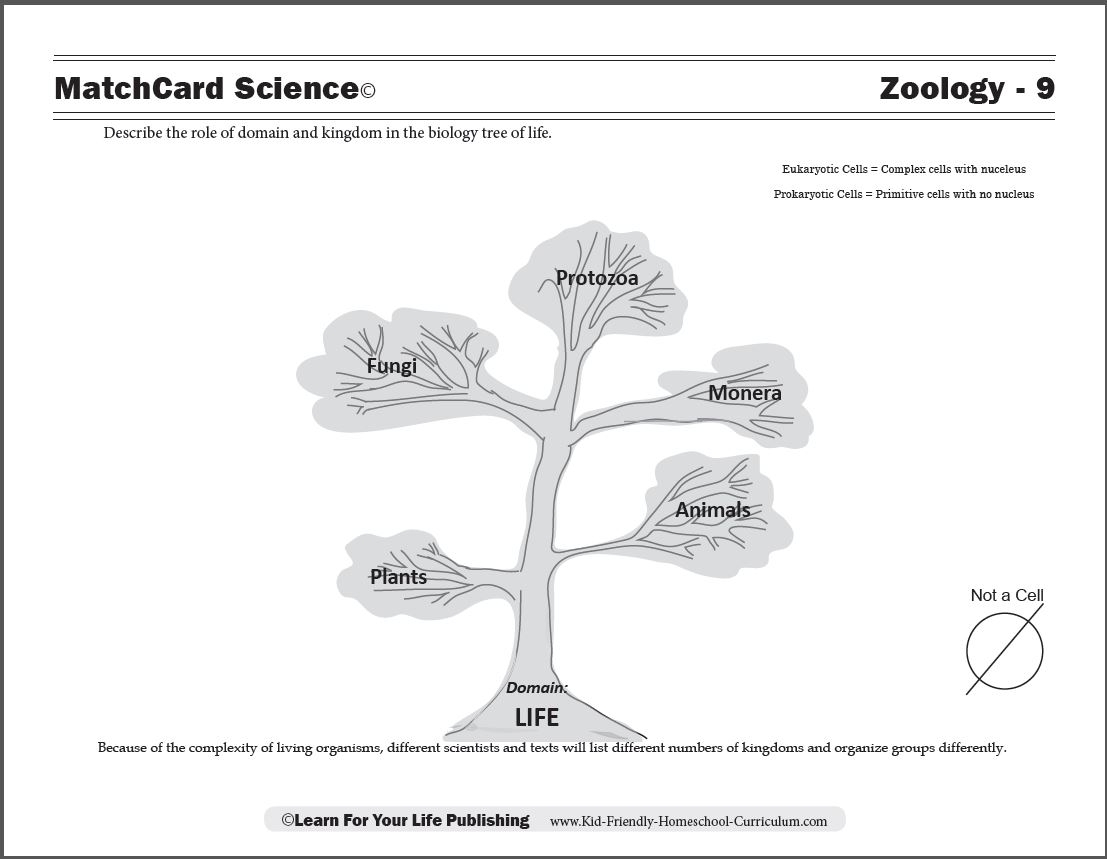 Biology Tree Of Life Free Cells Worksheets For Super Fun Science Activities For Kids