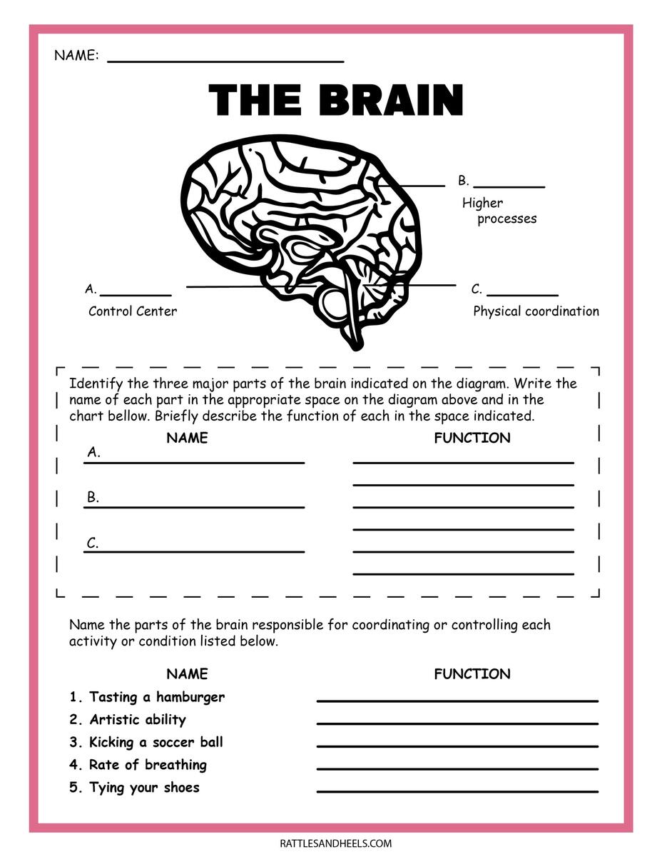 Free 5th Grade Science Worksheets For Engaging Learning Free 5th Grade Science Worksheets For Engaging Learning