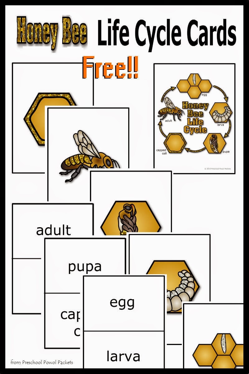 FREE Honey Bee Life Cycle Cards Life Cycle Of A Bee Worksheets Free Printables