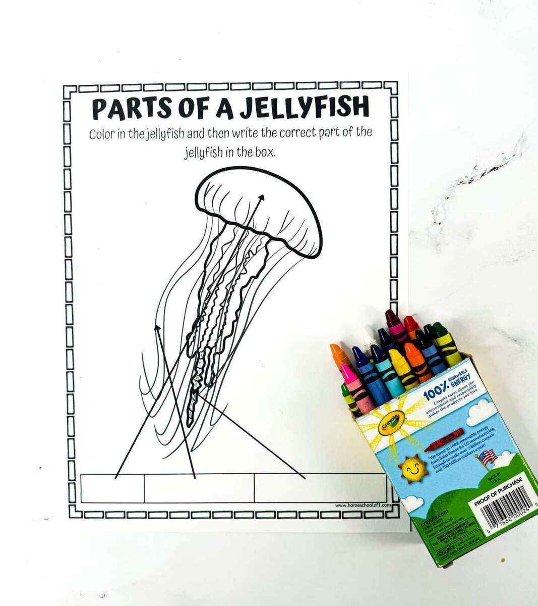 Free Parts Of A Jellyfish Worksheet Free Parts Of A Jellyfish Worksheet
