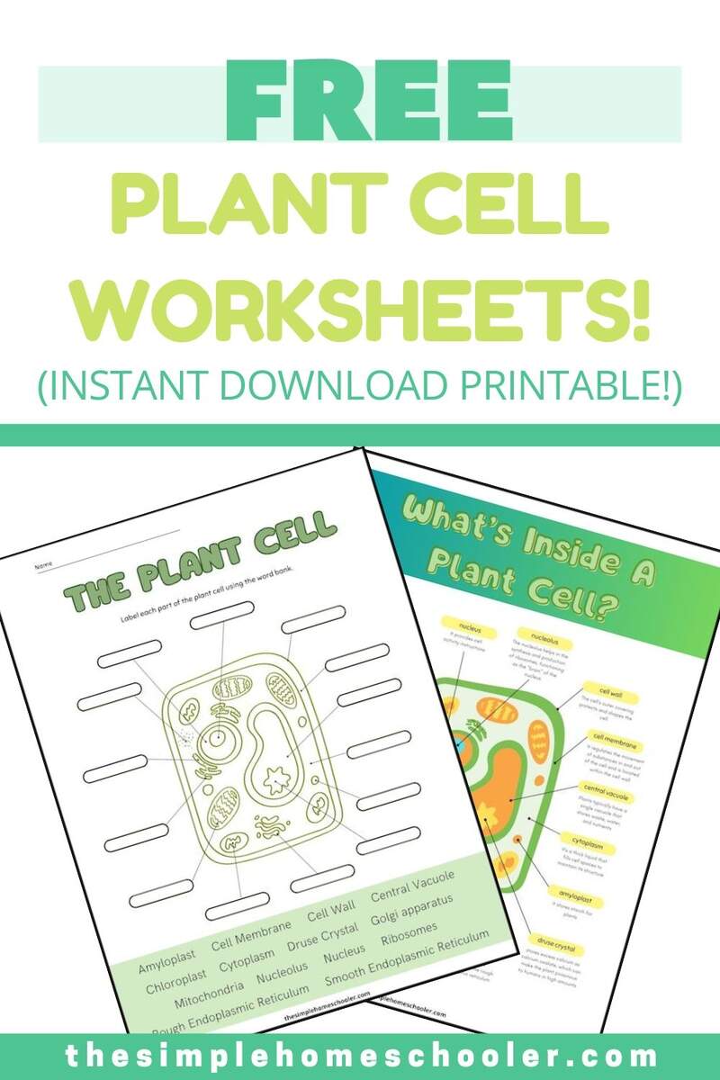 Free Cells Worksheets For Super Fun Science Activities For Kids