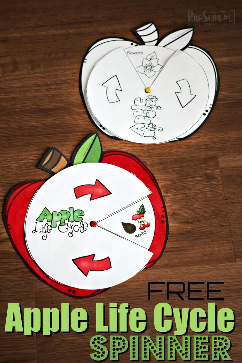 Printable Life Cycle Of An Apple Worksheet