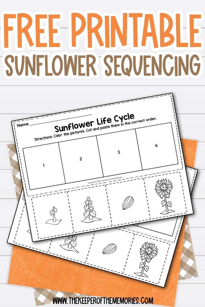 Free Printable Sunflower Life Cycle Sequencing Worksheets The Keeper Of The Memories