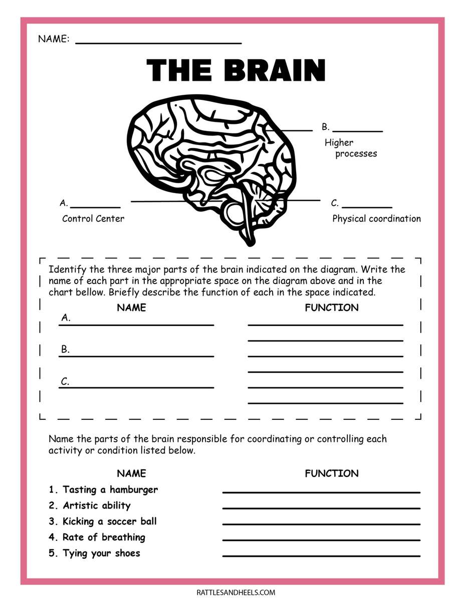 Free Science Worksheets The Nervous System Adanna Dill Class 2 Science Seed Dispersal Worksheet PDF Free Practice Answers