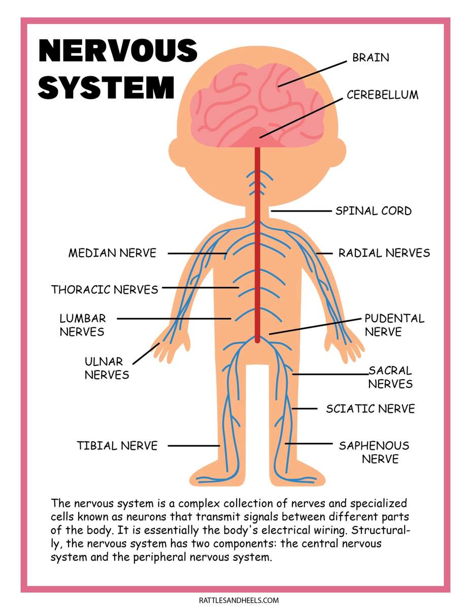 Free Science Worksheets The Nervous System Adanna Dill Free Science Worksheets The Nervous System Adanna Dill