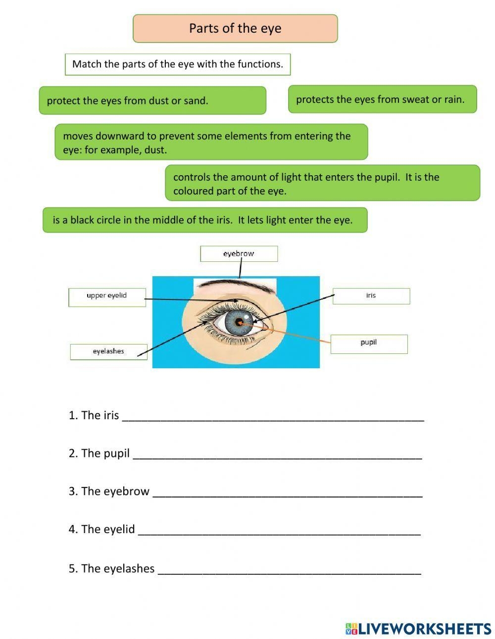 Function Of Parts Of The Eye Worksheet Worksheets Library Function Of Parts Of The Eye Worksheet Worksheets Library