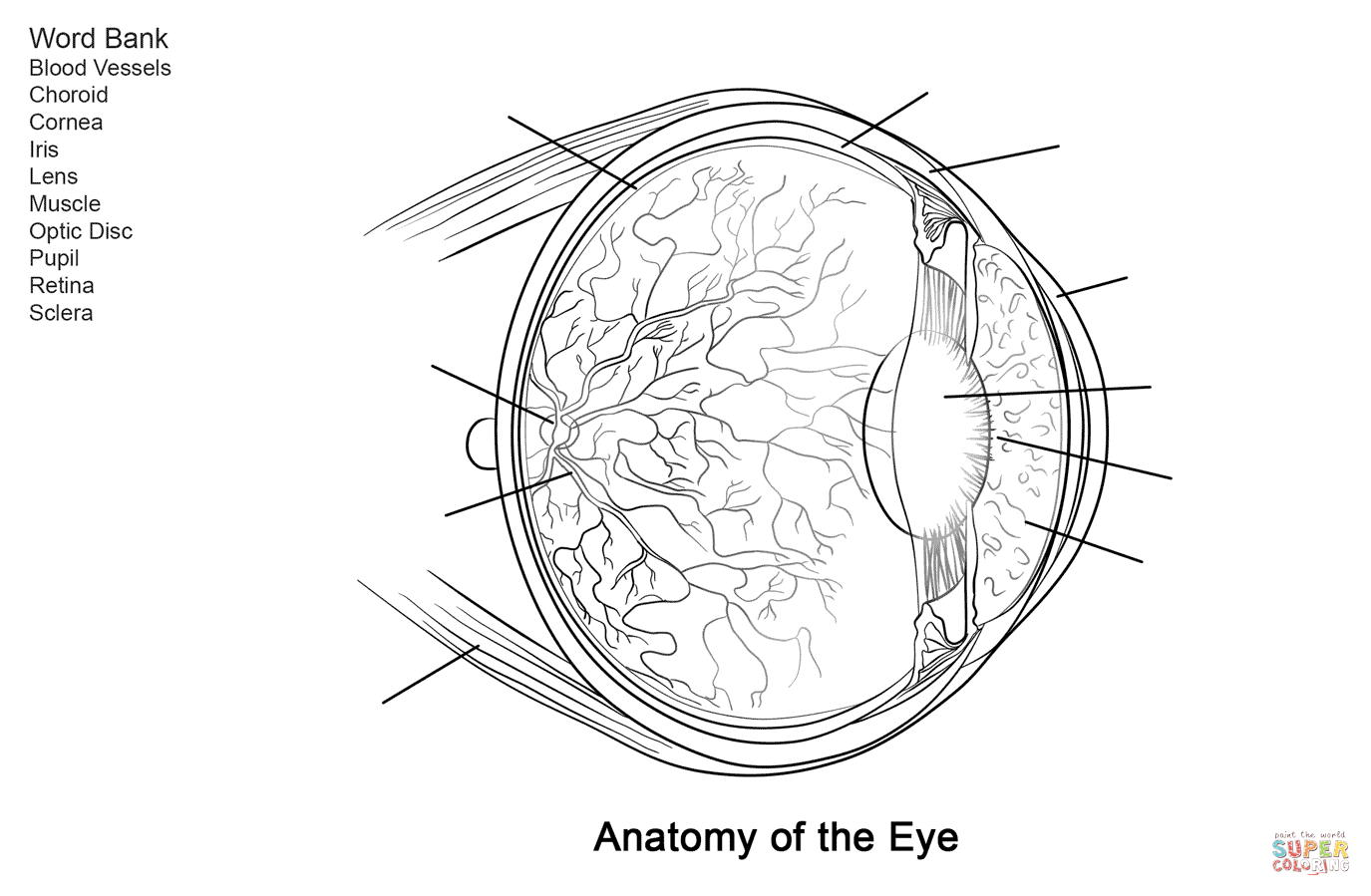 Human Eye Anatomy Worksheet Coloring Page Free Printable