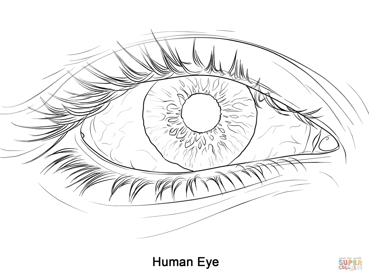 Human Eye Coloring Page Free Printable