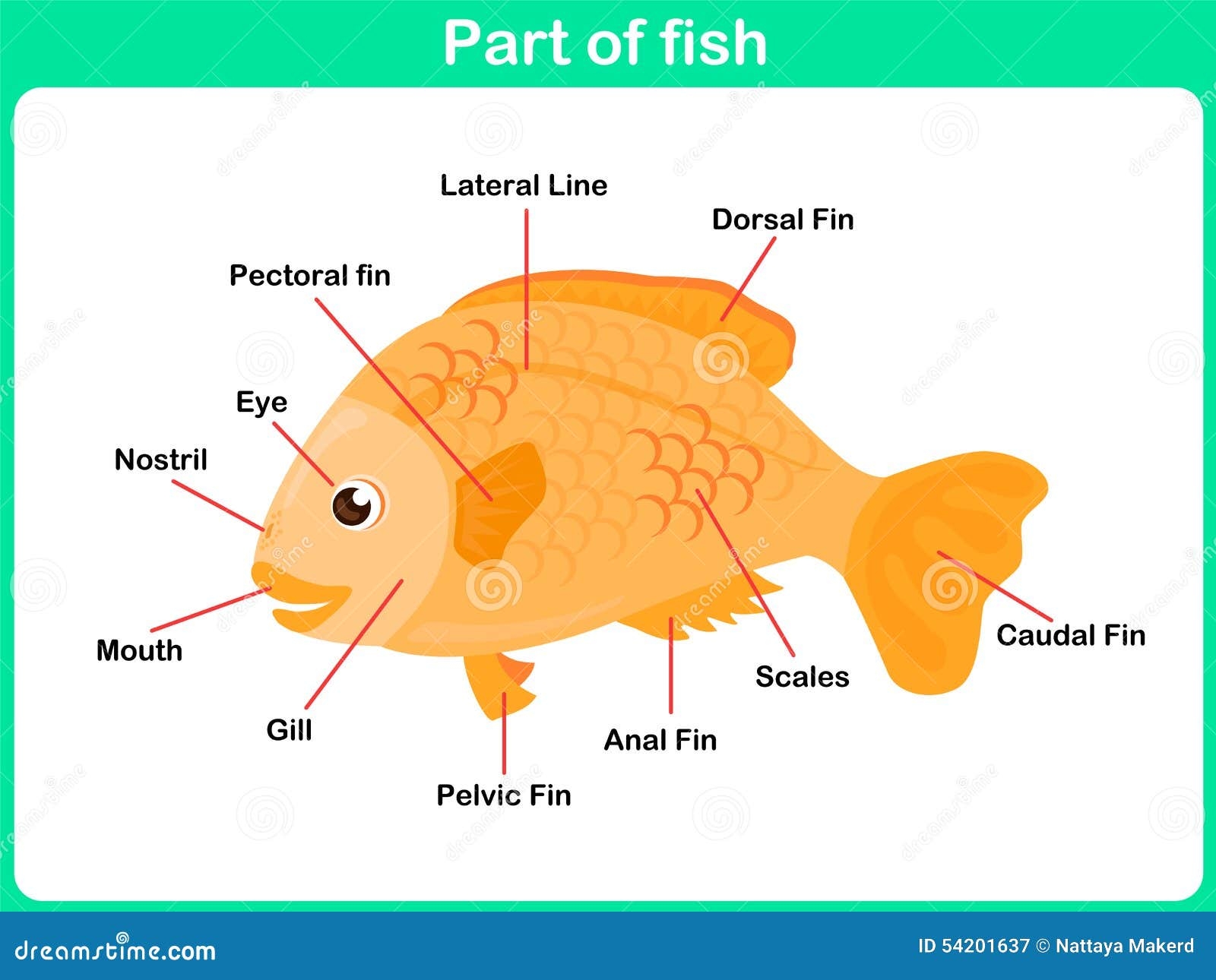 Label The Fish Worksheet Kidpid