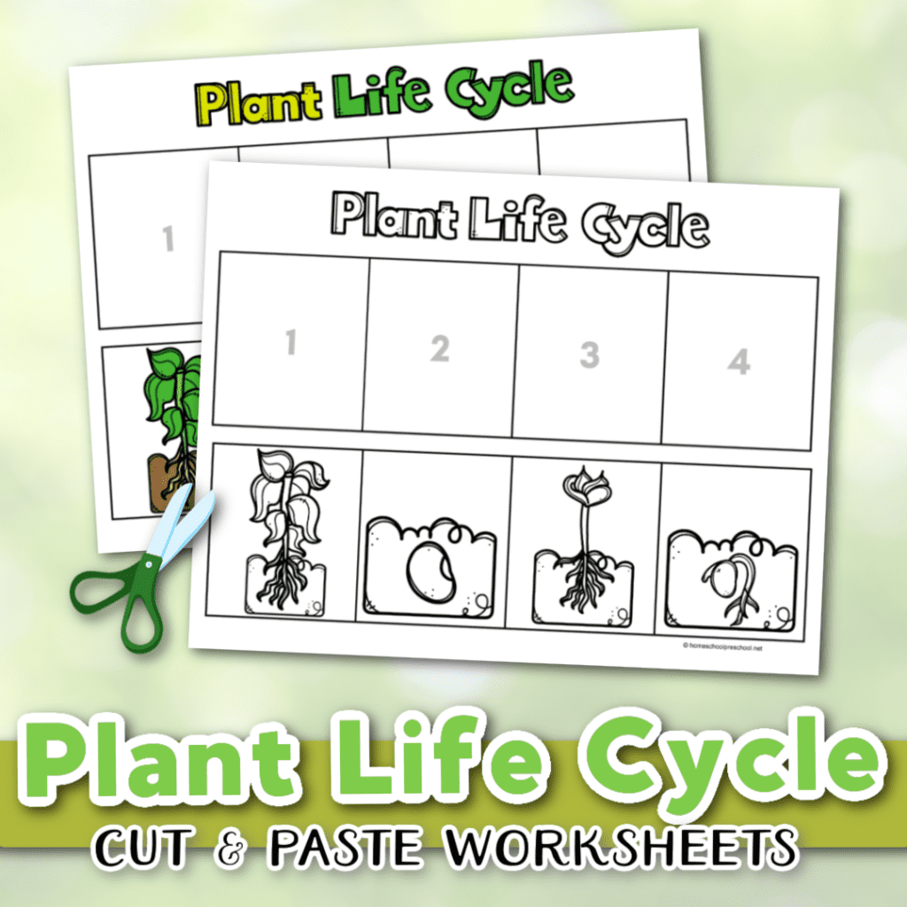 Life Cycle Of A Plant Worksheet Download Now Life Cycle Of A Plant Worksheet Download Now