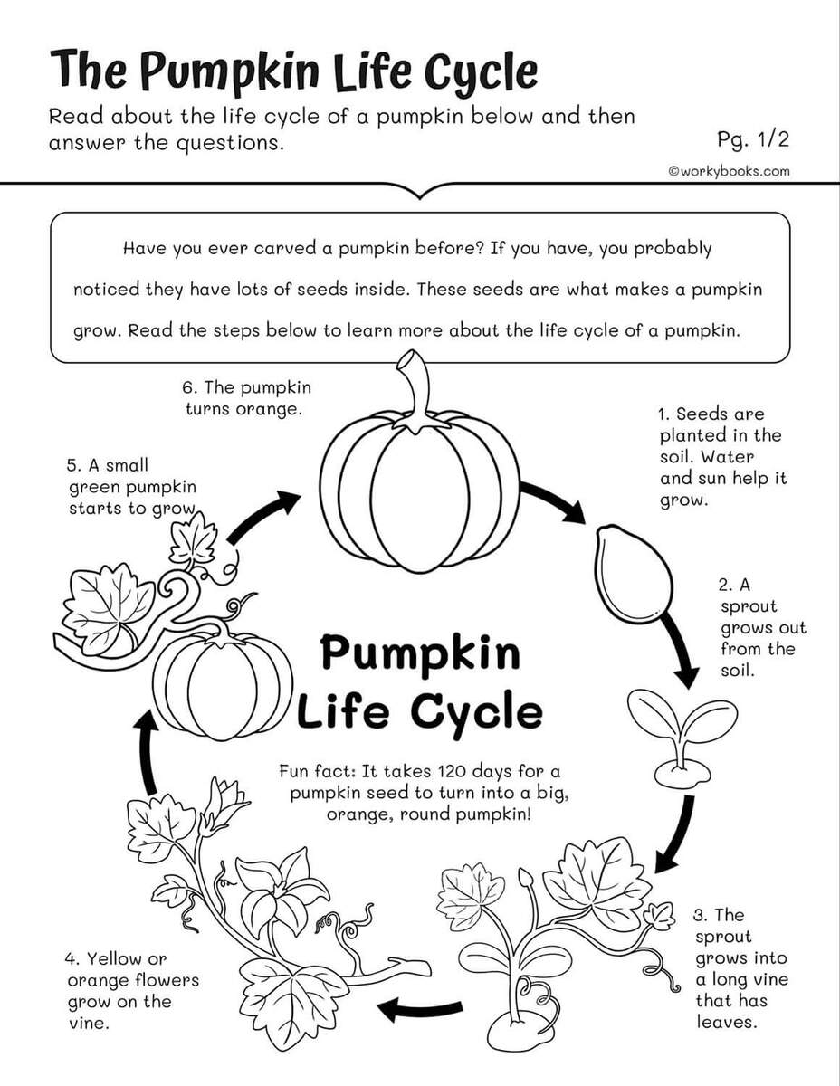 Life Cycles Worksheets Workybooks Life Cycles Worksheets Workybooks