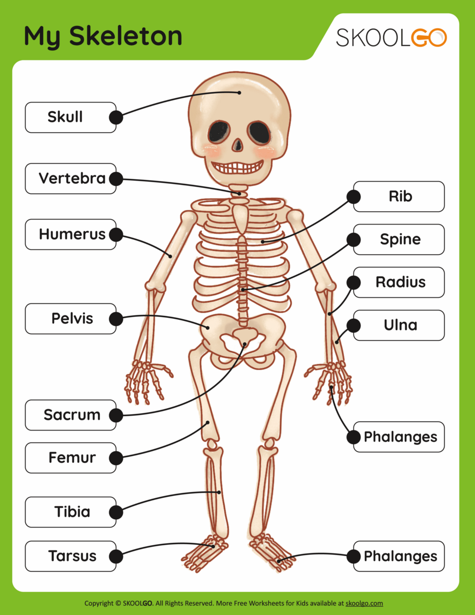 My Skeleton Free Worksheet SKOOLGO Printable 4th Grade Bones Worksheets
