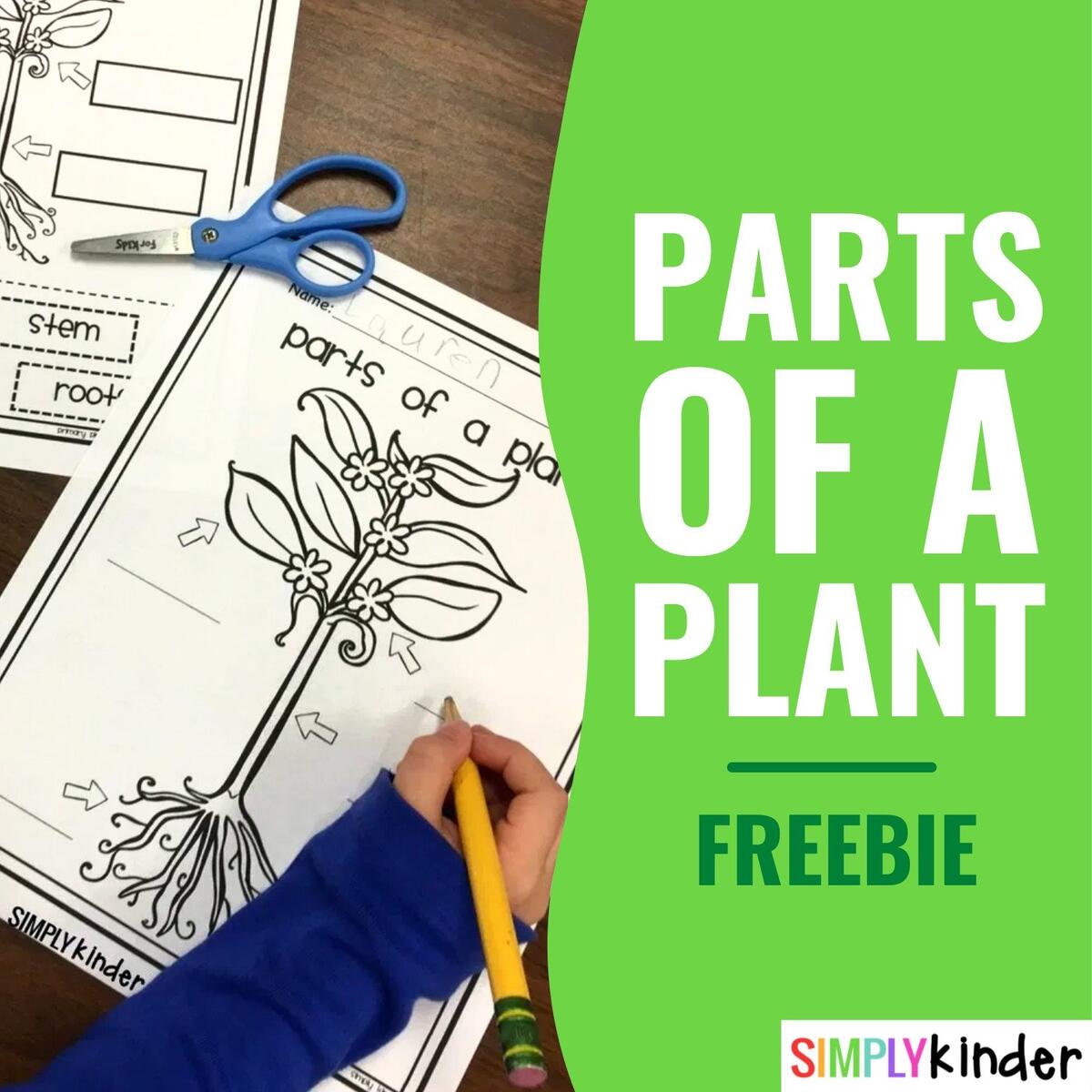 Parts Of A Plant Free Printable Simply Kinder Parts Of A Plant Free Printable Simply Kinder