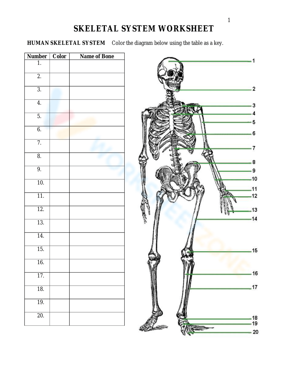 Printable 4th Grade Bones Worksheets Printable 4th Grade Bones Worksheets