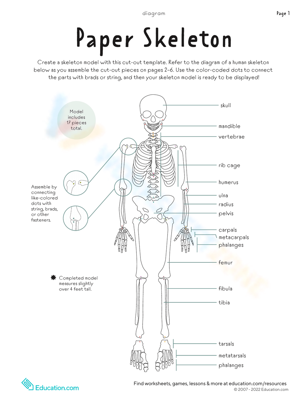 Printable 6th Grade Bones Worksheets Printable 6th Grade Bones Worksheets