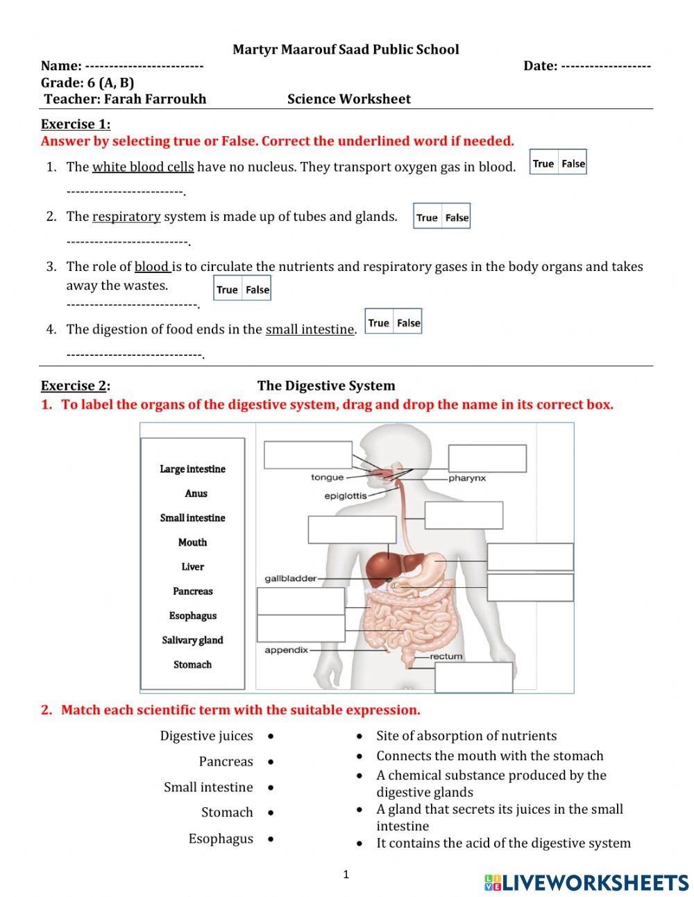 Free Science Worksheets The Nervous System Adanna Dill