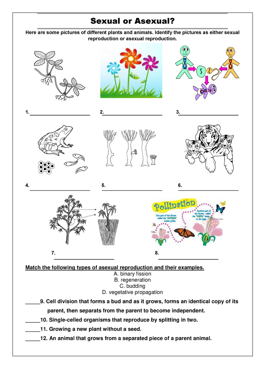 Sexual Or Asexual Genetics Worksheet Sexual Or Asexual Here Worksheets Library