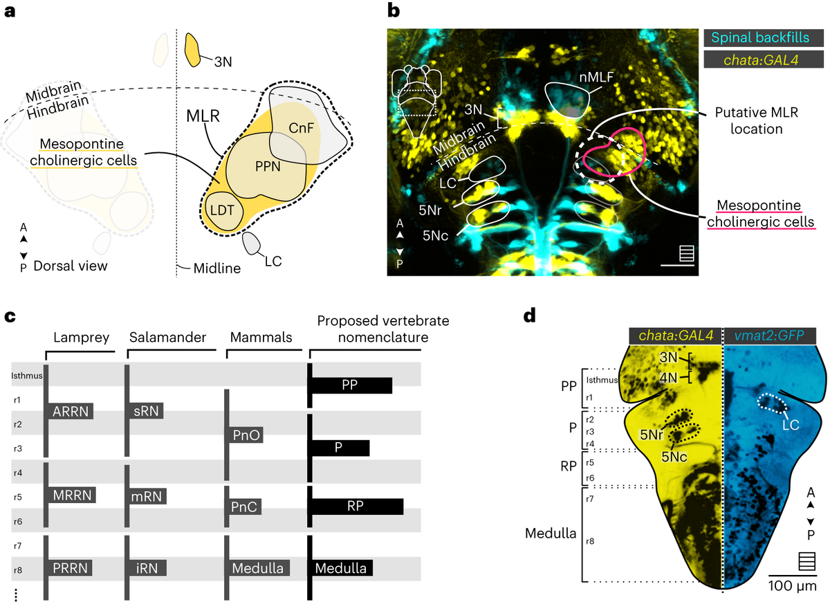 The Mesencephalic Locomotor Region Recruits V2a Reticulospinal Neurons To Drive Forward Locomotion In Larval Zebrafish Nature Neuroscience The Mesencephalic Locomotor Region Recruits V2a Reticulospinal Neurons To Drive Forward Locomotion In Larval Zebrafish Nature Neuroscience