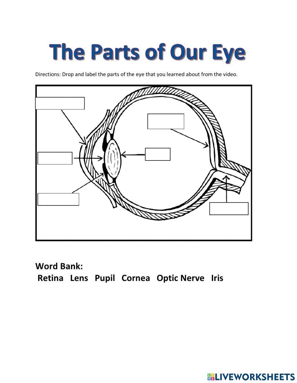 The Parts Of Our Eye Worksheet Worksheets Library Function Of Parts Of The Eye Worksheet Worksheets Library
